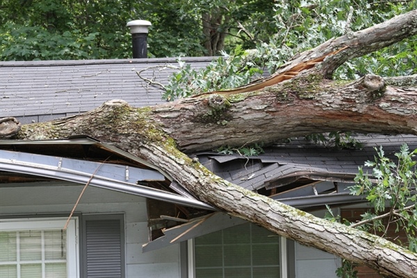 What Causes a Tree to Fall in a Storm and What Can You Do to Prevent It?