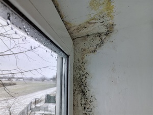 How Seasonal Changes in Minnesota Affect Mold Growth in Homes