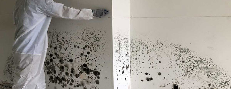 Mold Remediation